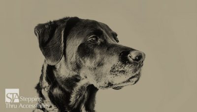 service animals and accessiblity